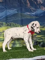 Aphrodite red, a male Dalmatian for sale in Cape May, NJ – 2 of 10
