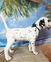 Fraidy green LUA , a male Dalmatian for sale in Cape May, NJ – 6 of 10