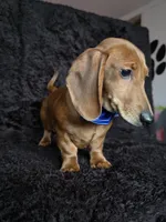 Waffles blue, a male Miniature Dachshund for sale in Cape May, NJ – Photo 10 of 10