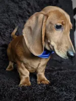 Waffles blue, a male Miniature Dachshund for sale in Cape May, NJ – Photo 8 of 10