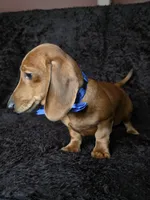 Waffles blue, a male Miniature Dachshund for sale in Cape May, NJ – Photo 7 of 10