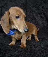 Waffles blue, a male Miniature Dachshund for sale in Cape May, NJ – Photo 5 of 10