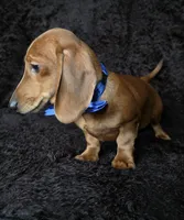 Waffles blue, a male Miniature Dachshund for sale in Cape May, NJ – Photo 4 of 10