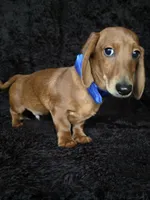 Waffles blue, a male Miniature Dachshund for sale in Cape May, NJ – Photo 6 of 10