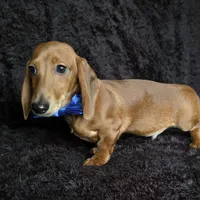 Waffles blue, a male Miniature Dachshund for sale in Cape May, NJ – Photo 1 of 10