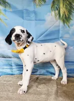 Fraidy yellow lua, a female Dalmatian for sale in Cape May, NJ – 9 of 10
