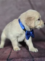 Golden blue, a male Golden Retriever for sale in Cape May, NJ – 4 of 10