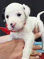 Opal red long coat, a male Dalmatian for sale in Cape May, NJ – 2 of 10