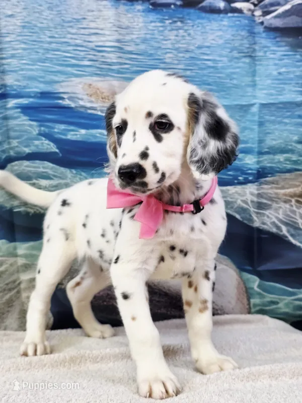 Jacora long coat tricolor  – Dalmatian puppy for sale in Cape May, NJ