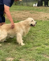 AKC full rights Golden , a male Golden Retriever for sale in Cape May, NJ – 7 of 9