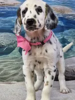 Jacora long coat tricolor , a female Dalmatian for sale in Cape May, NJ – 10 of 10