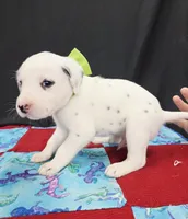 Opal green long coat, a male Dalmatian for sale in Cape May, NJ – 6 of 6