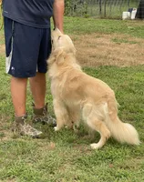 AKC full rights Golden , a male Golden Retriever for sale in Cape May, NJ – 6 of 9