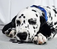 Zoomy blue , a male Dalmatian for sale in Cape May, NJ – 4 of 10