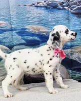 Jacora long coat tricolor , a female Dalmatian for sale in Cape May, NJ – 7 of 10