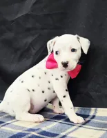 Dilly pink , a female Dalmatian for sale in Cape May, NJ – 5 of 10
