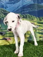 Aphrodite pink LUA, a female Dalmatian for sale in Cape May, NJ – 6 of 10