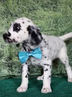 Mila aqua long coat, a female Dalmatian for sale in Cape May, NJ – 5 of 10
