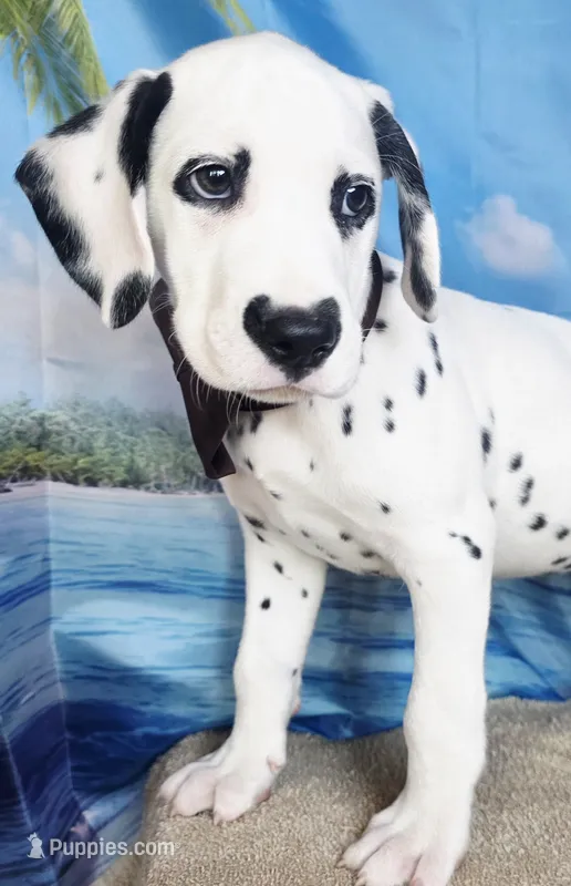 Fraidy brown LUA – Dalmatian puppy for sale in Cape May, NJ