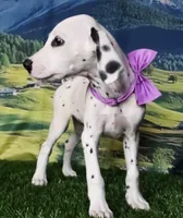 Aphrodite purple LUA , a female Dalmatian for sale in Cape May, NJ – 5 of 10