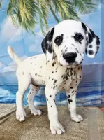 Fraidy green LUA , a male Dalmatian for sale in Cape May, NJ – 8 of 10