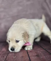 Golden pink, a female Golden Retriever for sale in Cape May, NJ – 6 of 8