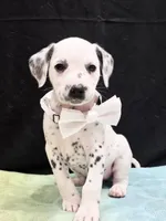 Giggles white , a female Dalmatian for sale in Cape May, NJ – 4 of 10