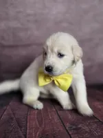Golden yellow, a female Golden Retriever for sale in Cape May, NJ – 10 of 10
