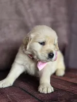 Golden pink, a female Golden Retriever for sale in Cape May, NJ – 5 of 8