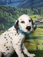 Aphrodite aqua LUA, a female Dalmatian for sale in Cape May, NJ – 3 of 6
