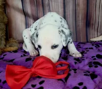 Giggles red, a male Dalmatian for sale in Cape May, NJ – 2 of 8