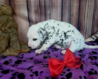 Giggles red, a male Dalmatian for sale in Cape May, NJ – 3 of 8