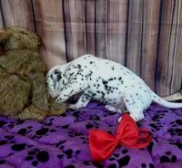 Giggles red, a male Dalmatian for sale in Cape May, NJ – 6 of 8