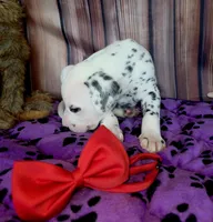 Giggles red, a male Dalmatian for sale in Cape May, NJ – 4 of 8