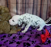 Giggles red, a male Dalmatian for sale in Cape May, NJ – 7 of 8