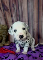 Giggles red, a male Dalmatian for sale in Cape May, NJ – 8 of 8