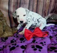 Giggles red, a male Dalmatian for sale in Cape May, NJ – 5 of 8