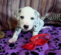 Giggles red, a male Dalmatian for sale in Cape May, NJ – 1 of 8