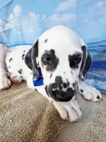 Fraidy blue LUA, a male Dalmatian for sale in Cape May, NJ – 5 of 10