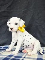 Dilly yellow, a female Dalmatian for sale in Cape May, NJ – 10 of 10