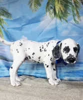 Fraidy blue LUA, a male Dalmatian for sale in Cape May, NJ – 10 of 10