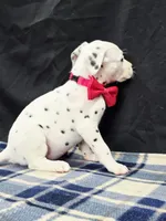 Dilly pink , a female Dalmatian for sale in Cape May, NJ – 10 of 10