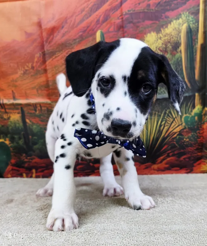 Carmella blue – Dalmatian puppy for sale in Cape May, NJ