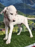 Aphrodite pink LUA, a female Dalmatian for sale in Cape May, NJ – 4 of 10