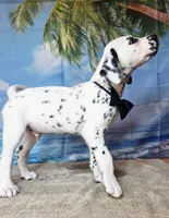 Fraidy black.LUA, a male Dalmatian for sale in Cape May, NJ – 5 of 10