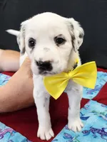 Opal yellow long coat, a female Dalmatian for sale in Cape May, NJ – 4 of 8