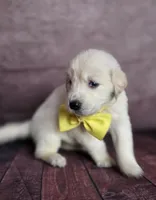 Golden yellow, a female Golden Retriever for sale in Cape May, NJ – 8 of 10