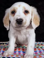 Quaker Lemon long coat, a female Dalmatian for sale in Cape May, NJ – Photo 10 of 10