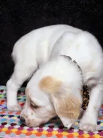 Quaker Lemon long coat, a female Dalmatian for sale in Cape May, NJ – Photo 2 of 10