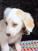 Quaker Lemon long coat, a female Dalmatian for sale in Cape May, NJ – Photo 1 of 10